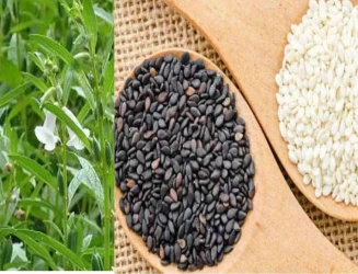 શિયાળામાં તલ છે આરોગ્યનું સુપર ફૂડ, આ 4 સરળ ટિપ્સથી ડાયેટમાં જરૂરથી કરો સામેલ