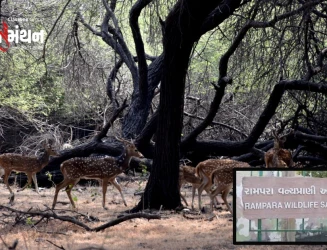 મોરબીનું રામપરા વન્યપ્રાણી અભ્યારણ્ય બન્યું જૈવ વૈવિધ્યનું જીવતું ઉદાહરણ: સિંહ–દીપડાથી લઈને 100થી વધુ પ્રજાતિઓનો સુરક્ષિત વસવાટ