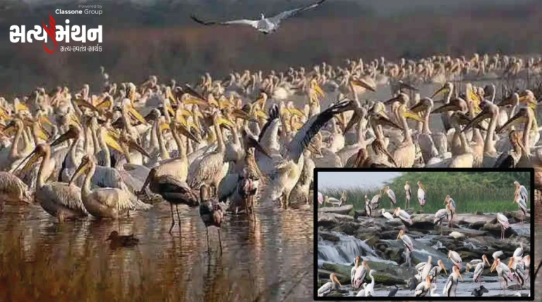 જામનગરના વિશ્વવિખ્યાત ખીજડીયા પક્ષી અભયારણ્યમાં બે દિવસીય પક્ષી ગણતરીનો પ્રારંભ