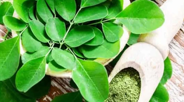 ડાયાબિટીસ અને કોલેસ્ટ્રોલ દર્દીઓ માટે મોરિંગા: કુદરતી ઉપાય અને આરોગ્ય માટે લાભદાયક