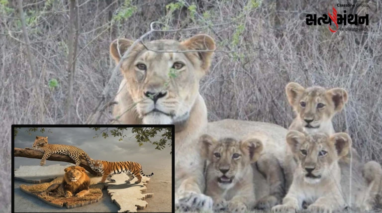 સિંહ-દીપડાની સુરક્ષા માટે વન વિભાગ સક્રિય: સૌરાષ્ટ્રમાં વાહન અકસ્માતો અટકાવવા વ્યાપક એક્શન પ્લાન તૈયાર