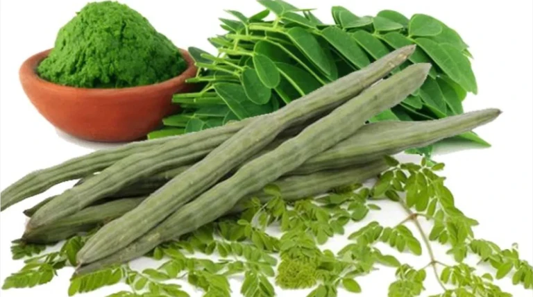 સરગવાથી દૂર થાય 5 મોટી બીમારીઓ: શીંગ-પાન આપે વર્ષો જૂની તકલીફોથી ચમત્કારી રાહત