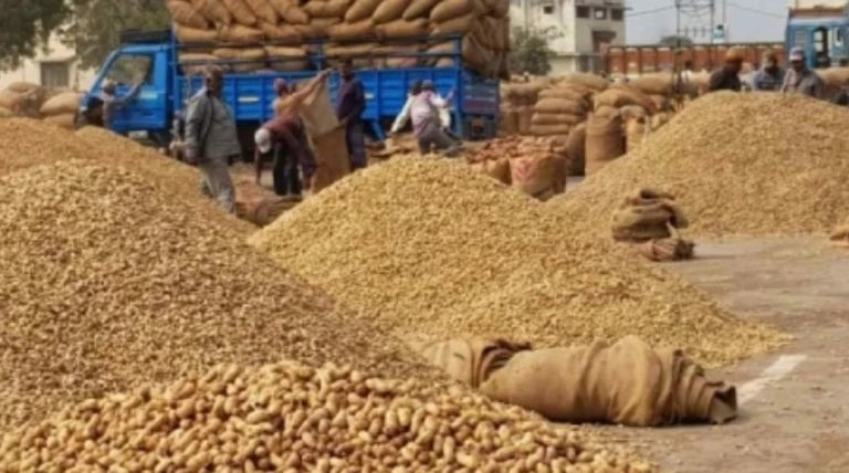 રાજકોટ જિલ્લામાં મગફળી ખરીદી જોરશોરથી શરૂ: ચાર દિવસમાં 4030 ખેડૂતો પાસેથી 94446 ક્વિન્ટલ ખરીદી