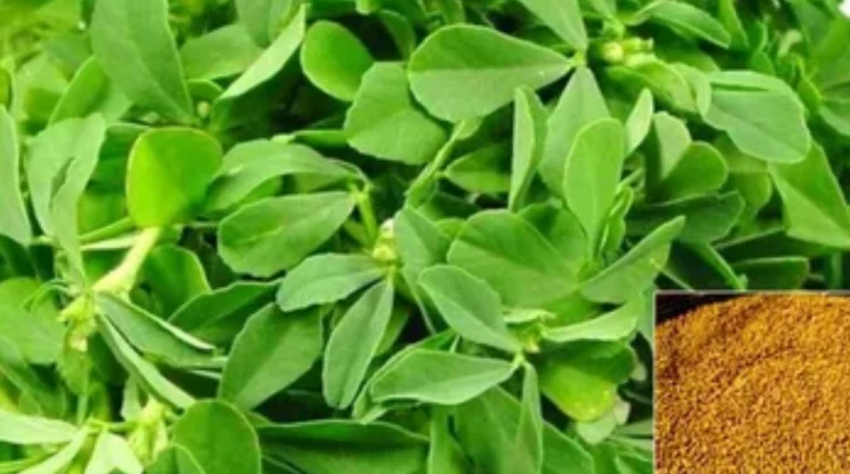 ગુજરાતમાં પ્રાકૃતિક ખેતીનો વ્યાપ વધતો જઈ પ્રેરણાદાયી રીતે મેથીનું વાવેતર ખેડૂતોને નવી દિશા આપે છે