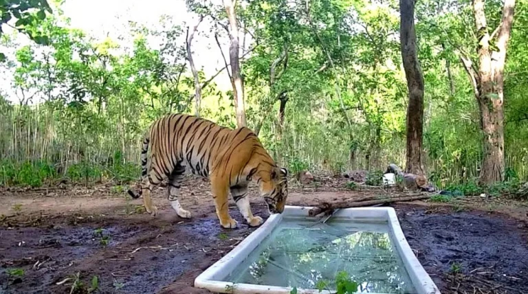 33 વર્ષ બાદ ગુજરાત ફરી ‘ટાઈગર સ્ટેટ’; સિંહ, દીપડા અને વાઘ ધરાવતું ભારતનું એકમાત્ર રાજ્ય