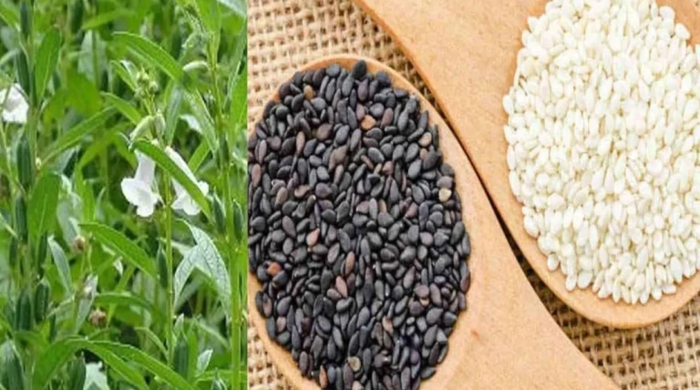 શિયાળામાં તલ છે આરોગ્યનું સુપર ફૂડ, આ 4 સરળ ટિપ્સથી ડાયેટમાં જરૂરથી કરો સામેલ