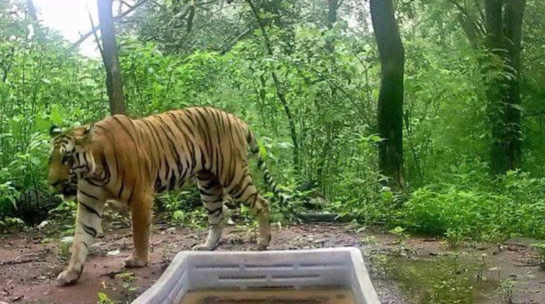 ગુજરાતના રતનમહાલ જંગલમાં લાંબા સમય બાદ ટાઈગરનો પુનરાગમન, કેમેરામાં કેદ થતાં વન વિભાગમાં ખુશીનો માહોલ