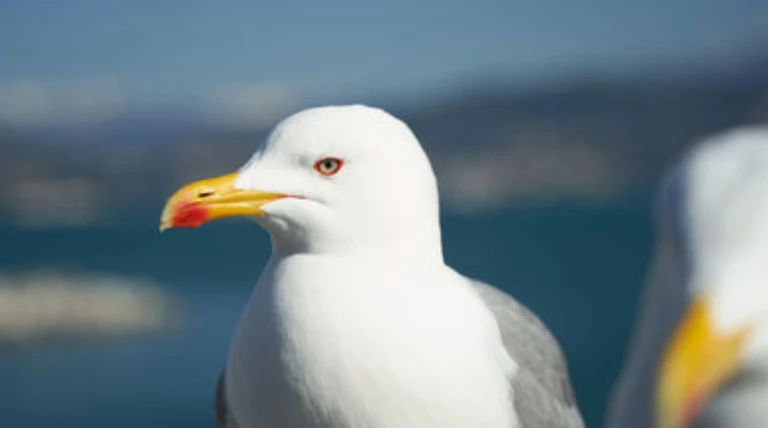 કર્ણાટકના સંવેદનશીલ વિસ્તારમાં ચાઈનીઝ GPSથી સજ્જ પક્ષી મળ્યું, સુરક્ષા એજન્સી એલર્ટ