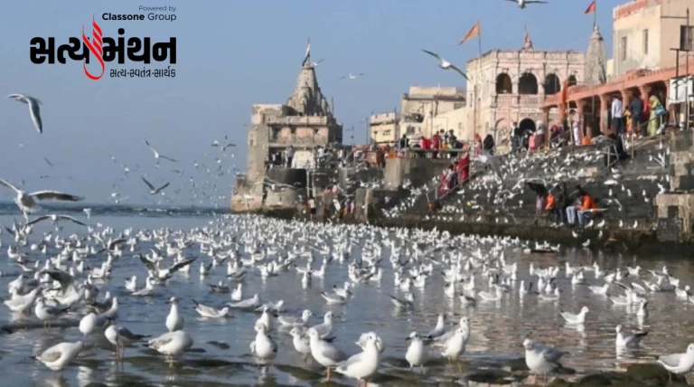 શિયાળો જામતા દ્વારકાની ગોમતી નદી પર વિદેશી સીગલ બર્ડના ઝૂંડે છવાયું કુદરતી સામ્રાજ્ય શિયાળુ સૌંદર્યનું અનોખું દૃશ્ય